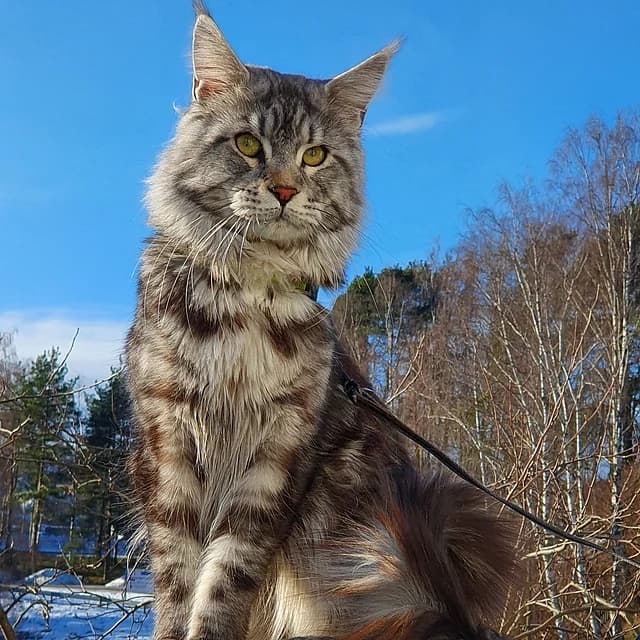 Maine Coon cat with long fur