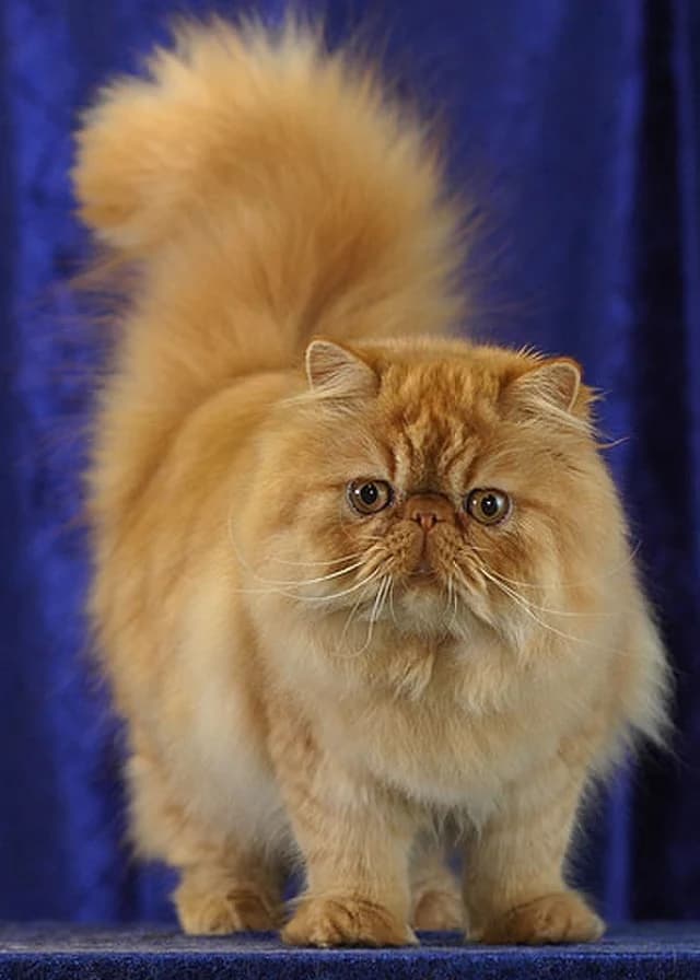 Persian cat with fluffy coat