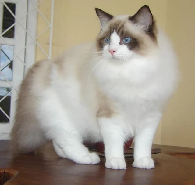 Ragdoll cat with blue eyes