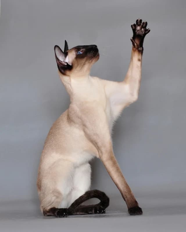 Siamese cat on a dark background
